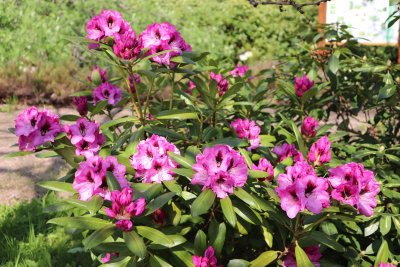 Rhododendron - pěnišník - v květu (2)